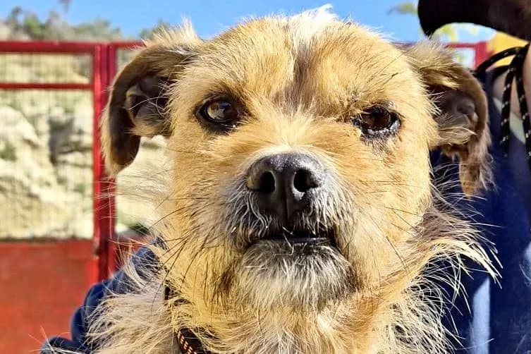 Alfie, 57482 Wenden, male 4yo Mixed Breed for adoption at Tierhilfe Costa del Almeria e.V., Westerholt