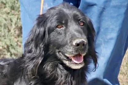 Jet, 74321 Biethigheim-Bissingen, male senior Mixed Breed for adoption at Tierhilfe Costa del Almeria e.V., Westerholt