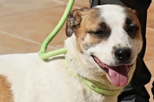 Gomez, 61381 Friedrichsdorf, male 4yo Mixed Breed for adoption at Tierhilfe Costa del Almeria e.V., Westerholt