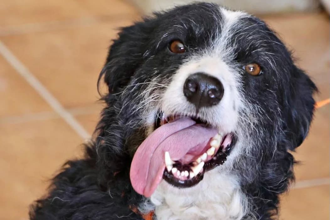 Didi, 64572 BΓΌttelborn, female 3yo Mixed Breed for adoption at Tierhilfe Costa del Almeria e.V., Westerholt