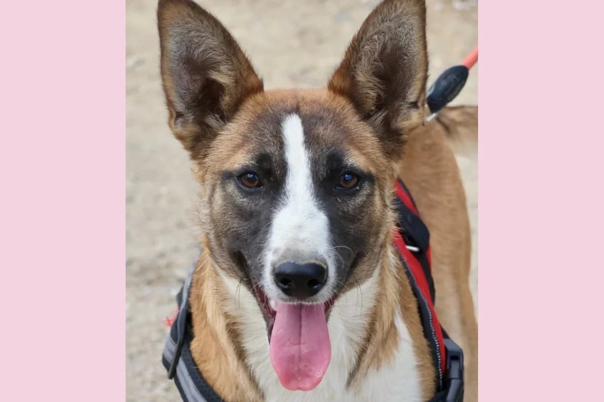 Romo, 68519 Viernheim, weiß male young Mixed Breed for adoption at Tierhilfe Costa del Almeria e.V., Westerholt