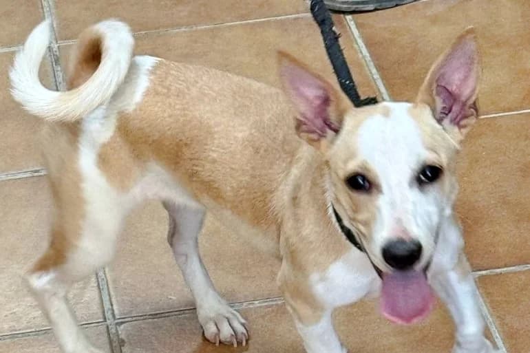 Iris, 66969 Lemberg, female young Mixed Breed for adoption at Tierhilfe Costa del Almeria e.V., Westerholt