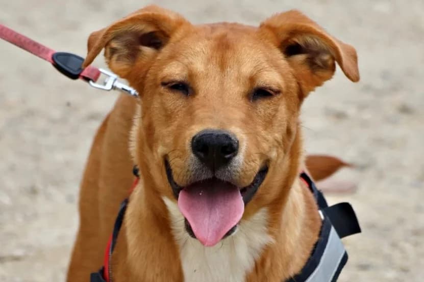 Duna, 22457 Hamburg, female young Mixed Breed for adoption at Tierhilfe Costa del Almeria e.V., Westerholt