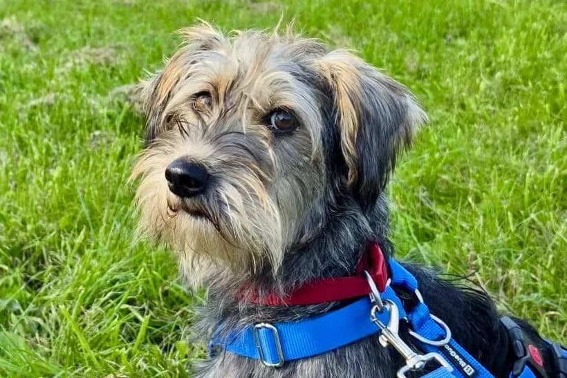 Lino, 61462 Königstein, male 4yo Mixed Breed for adoption at Tierhilfe Costa del Almeria e.V., Westerholt