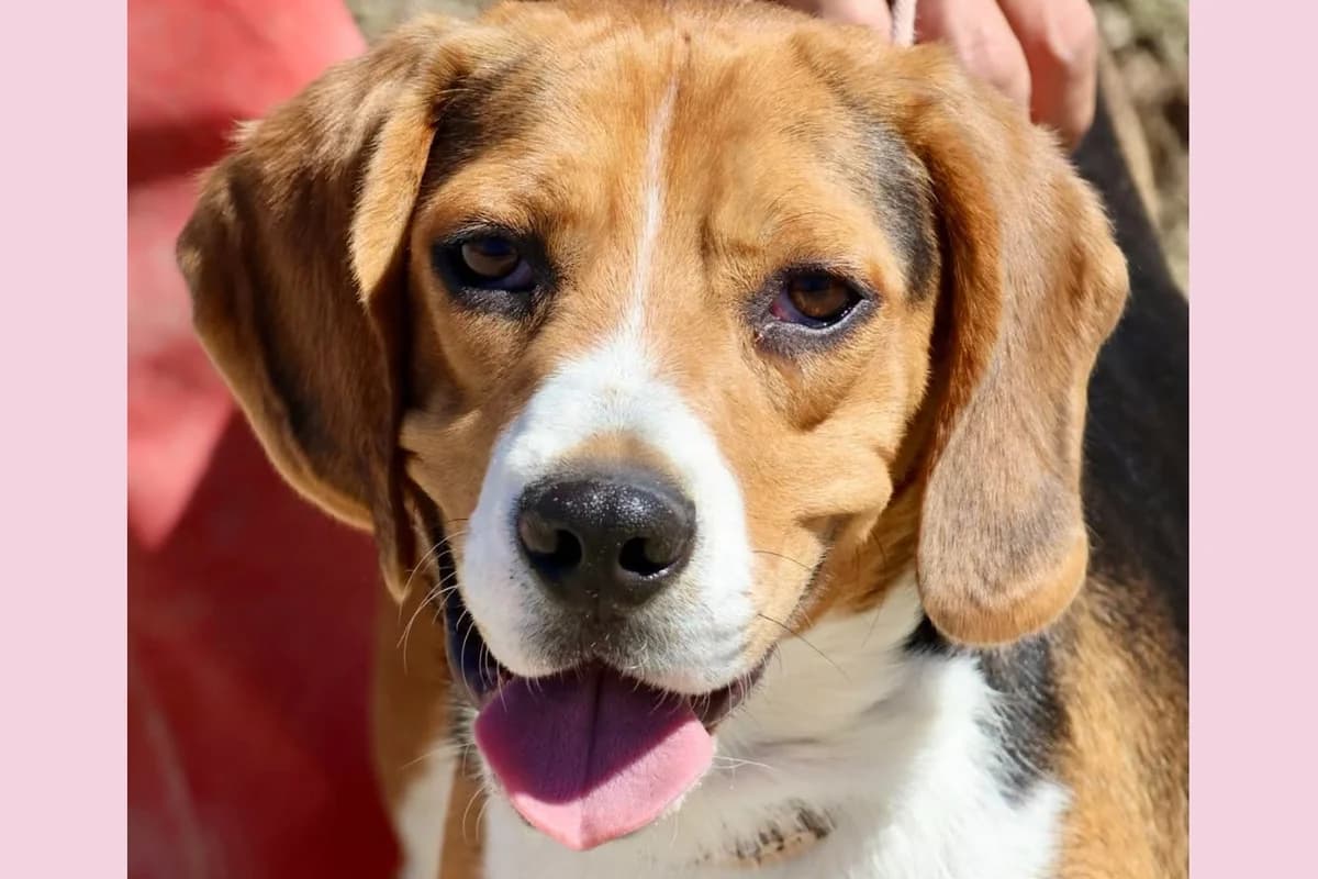 Charlie (Tico), 30880 Laatzen, male 3yo Mixed Breed for adoption at Tierhilfe Costa del Almeria e.V., Westerholt