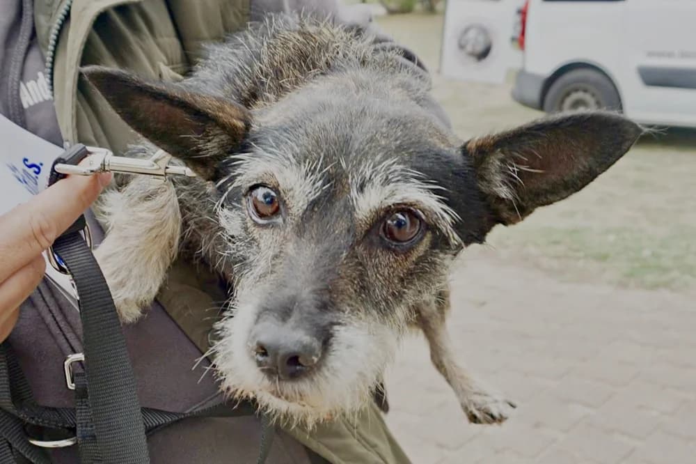 Mila, 10245 Berlin, weiร female senior Mixed Breed for adoption at Tierhilfe Costa del Almeria e.V., Westerholt