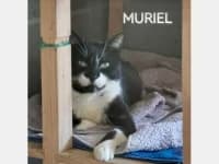 Muriel, weiß female senior Mixed Breed for adoption at Tierhilfe Daurada e.V.