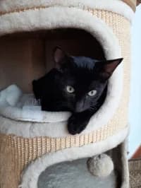 Buffy, schwarz male young Mixed Breed for adoption at Tierhilfe Daurada e.V.
