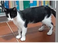 Freddy, male young Mixed Breed for adoption at Tierhilfe Daurada e.V.