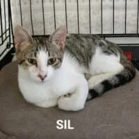 Sil, male young Mixed Breed for adoption at Tierhilfe Daurada e.V.