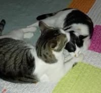 Tom und Cispa, female senior Mixed Breed for adoption at Tierhilfe Daurada e.V.