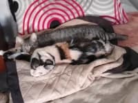 Noa und Griseta, female 3yo Mixed Breed for adoption at Tierhilfe Daurada e.V.