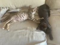 Mandy und Milla, female young Mixed Breed for adoption at Tierhilfe Daurada e.V.