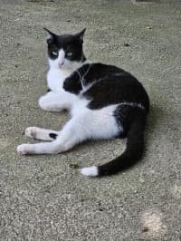 Marylin, female 3yo Mixed Breed for adoption at Tierhilfe Daurada e.V.