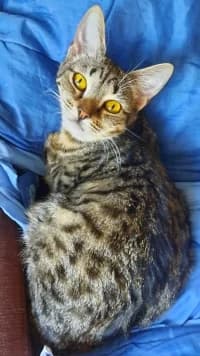 Mina, female young Mixed Breed for adoption at Tierhilfe Daurada e.V.