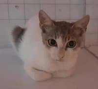 Susi, female young Mixed Breed for adoption at Tierhilfe Daurada e.V.