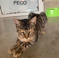 Peco, male young Mixed Breed for adoption at Tierhilfe Daurada e.V.