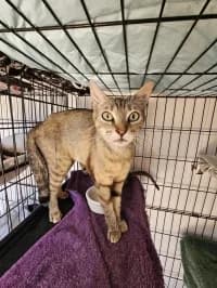 Margarita, female 3yo Mixed Breed for adoption at Tierhilfe Daurada e.V.
