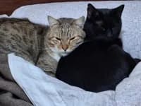 Gildo und Pink, female 6yo Mixed Breed for adoption at Tierhilfe Daurada e.V.