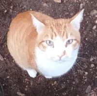 Rubi, male 4yo Mixed Breed for adoption at Tierhilfe Daurada e.V.