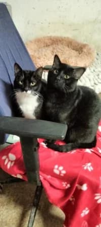Shadow und Oreo, male young Mixed Breed for adoption at Tierhilfe Daurada e.V.