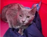 Marisol, female young Mixed Breed for adoption at Tierhilfe Daurada e.V.