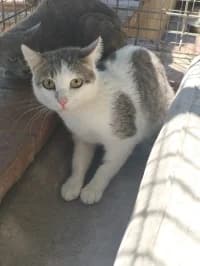 Sushi, female young Mixed Breed for adoption at Tierhilfe Daurada e.V.