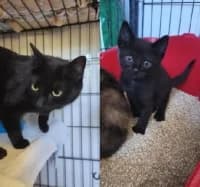 Lia und Blue, female young Mixed Breed for adoption at Tierhilfe Daurada e.V.