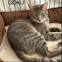 Goku, male young Mixed Breed for adoption at Tierhilfe Daurada e.V.