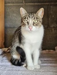 Mola, female young Mixed Breed for adoption at Tierhilfe Daurada e.V.