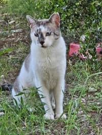 Ernesto, male 6yo Mixed Breed for adoption at Tierhilfe Daurada e.V.