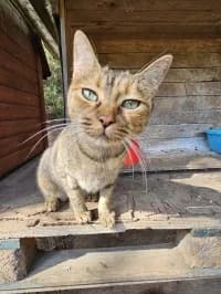 Cuca, female 6yo Mixed Breed for adoption at Tierhilfe Daurada e.V.