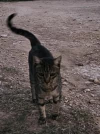 Carmen, female 3yo Mixed Breed for adoption at Tierhilfe Daurada e.V.