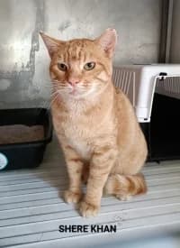 Shere Khan, male 6yo Mixed Breed for adoption at Tierhilfe Daurada e.V.