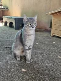 Allegro, male young Mixed Breed for adoption at Tierhilfe Daurada e.V.