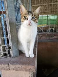 Thea, female 4yo Mixed Breed for adoption at Tierhilfe Daurada e.V.