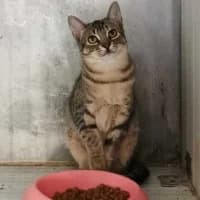 Paige, female 3yo Mixed Breed for adoption at Tierhilfe Daurada e.V.