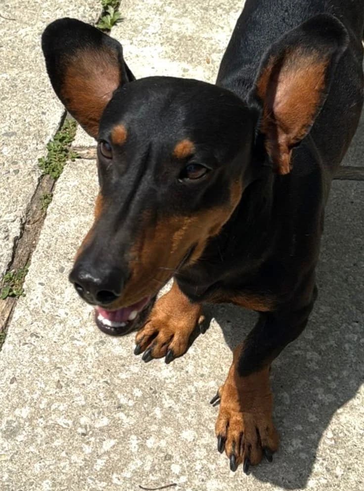 FIONA, female Mixed Breed for adoption at Tierhilfe Fortuna e.V.