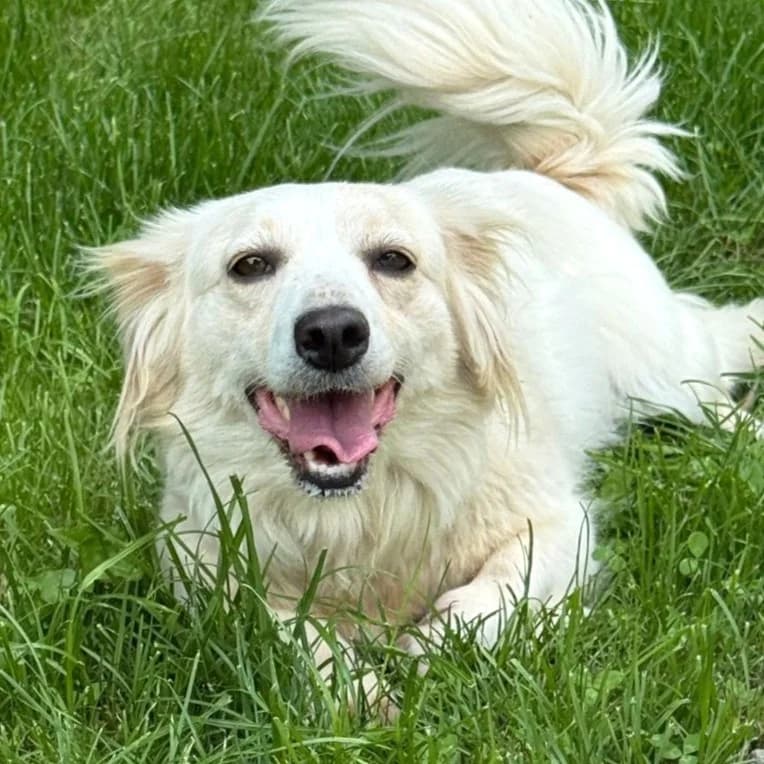 FIONA, female Mixed Breed for adoption at Tierhilfe Fortuna e.V.