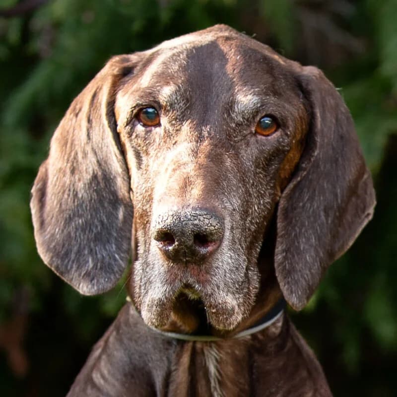 Birko –, senior Mixed Breed for adoption at Tierhilfe Franken e.V., Lauf