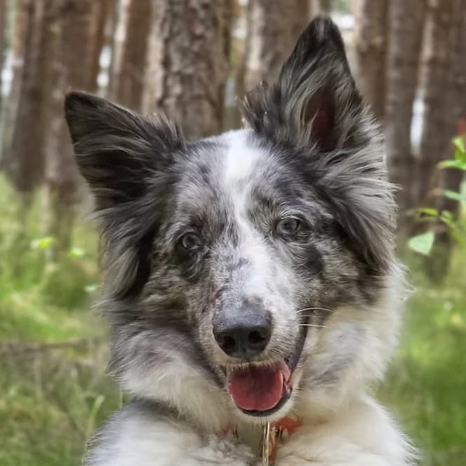 Malin – Mit Video, male Mixed Breed for adoption at Tierhilfe Franken e.V., Lauf