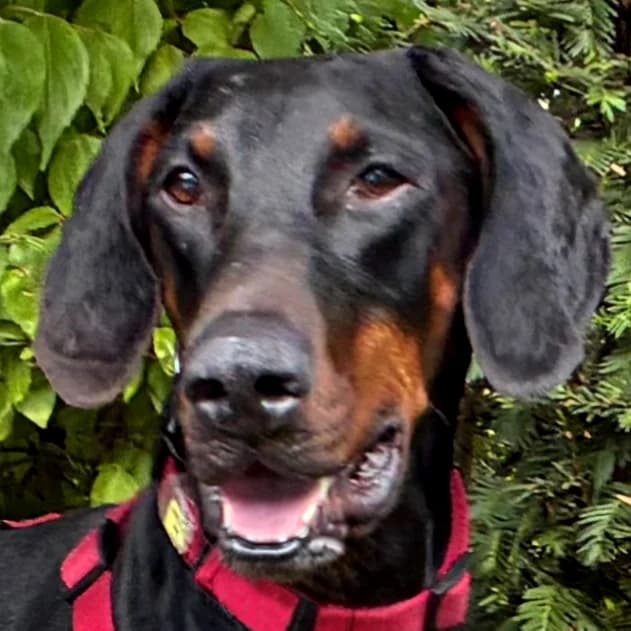 Tulio – Mit Video und lustigem Video (08.05.2026), male Mixed Breed for adoption at Tierhilfe Franken e.V., Lauf