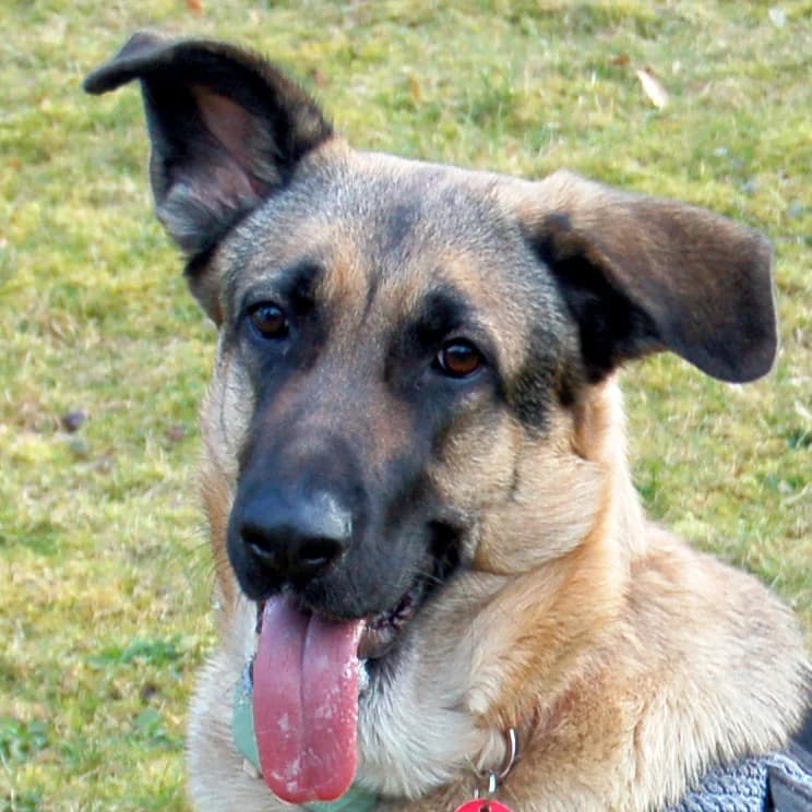 Aurora – bleibt beim Besitzer, male puppy Mixed Breed for adoption at Tierhilfe Franken e.V., Lauf