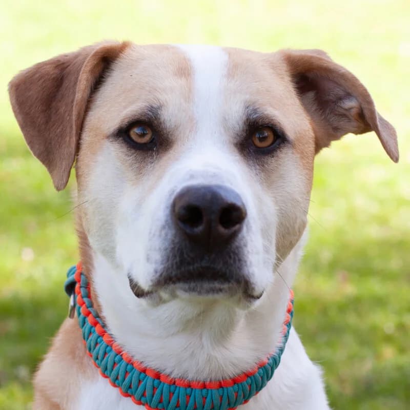 Lounis – Mit Video (16.04.2026), male Mixed Breed for adoption at Tierhilfe Franken e.V., Lauf