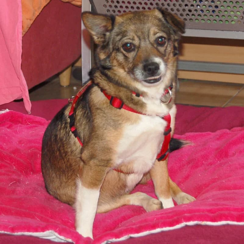 Jessca – Mit Video, female 3yo Mixed Breed for adoption at Tierhilfe Franken e.V., Lauf