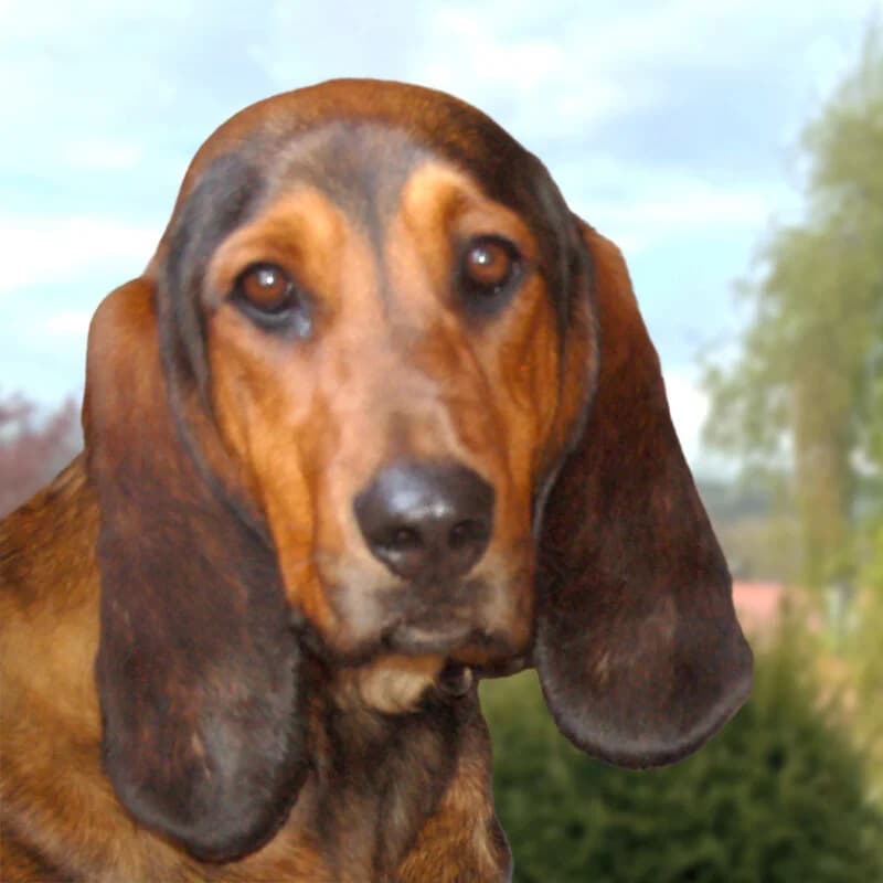 Stellani, female Mixed Breed for adoption at Tierhilfe Franken e.V.