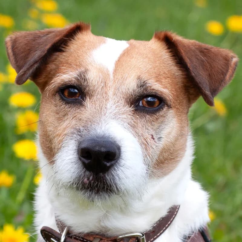 McBruno, male Mixed Breed for adoption at Tierhilfe Franken e.V., Lauf