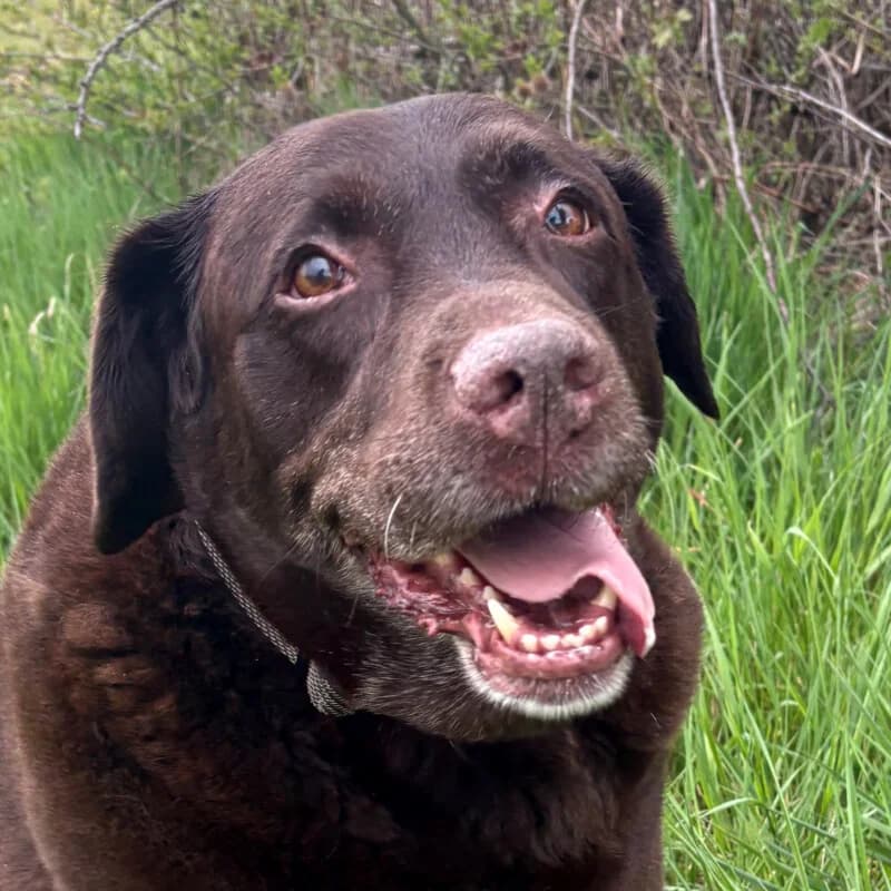 Sir Lucky Brown, male Mixed Breed for adoption at Tierhilfe Franken e.V., Lauf