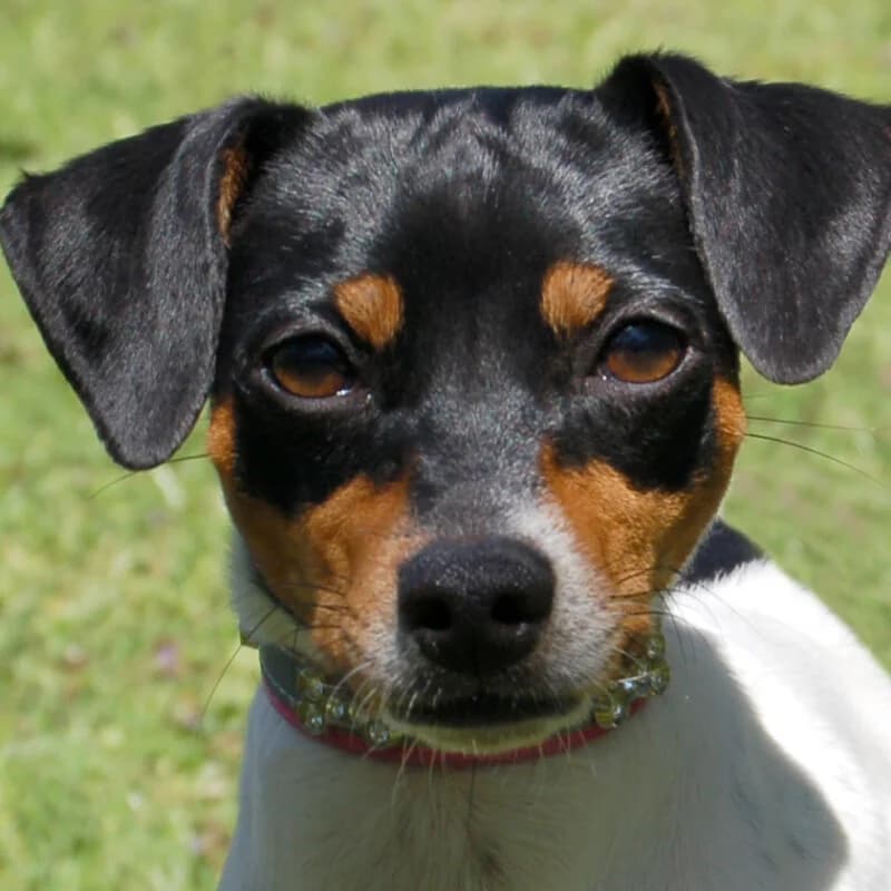 Amy Floh, female puppy Mixed Breed for adoption at Tierhilfe Franken e.V., Lauf