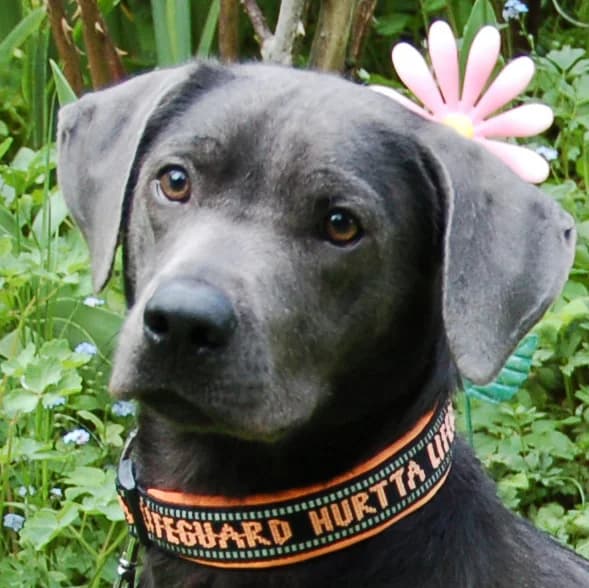 La Pauli, male Mixed Breed for adoption at Tierhilfe Franken e.V., Lauf